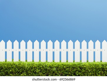 White wooden fence and Green bush on a clear blue sky background. Green leaves wall with parallel plank in nature summer background.