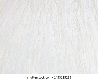 White wool of a cat as a background. Macro