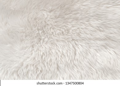 White Wool Texture Background, Light Natural Sheep Wool, White Seamless Cotton, Texture Of Fluffy Fur For Designers, Close-up Fragment White Wool Carpet