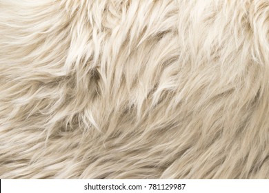 White wool texture background. Natural fluffy fur sheep wool skin texture. Apart of luxury  white long wool coat, beige color carpet, close-up macro, for background and wallpaper