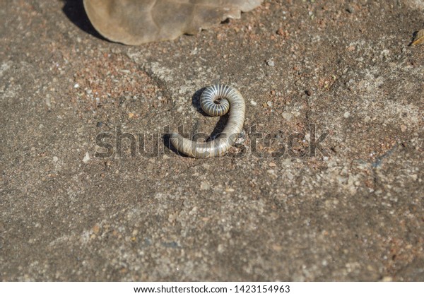 White Worm Forming Number 9 Nine Stock Image Download Now