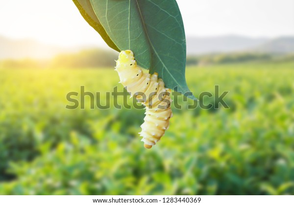 white\
Worm white Silkworms are eating mulberry\
leaves