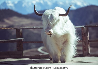 White Yak, Very Beautiful In China