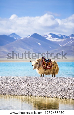 A white yak in the waterside. Namtso lake, Tibet,China.