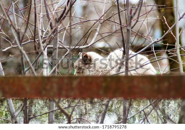 A white yard cat sleeps on a fence hidden by a\
beautiful pattern of branches and their reflections appearing from\
behind the rusted fence strip. Abstraction with animal that sleeps\
between two worlds