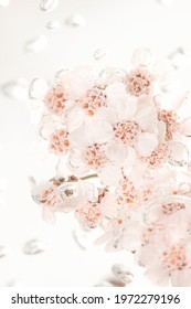 White Yarrow Flowers In Bubbly Water