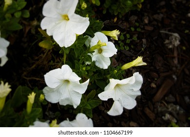 White And Yellow  Brown Mulch Flowers Against A Dark Background With Green Leaves And Brown Mulch