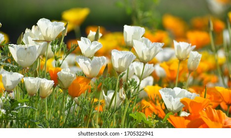 White and yellow california poppy flower beautiful