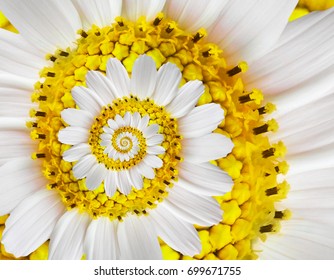 White Yellow Camomile Daisy Cosmos Kosmeya Flower Spiral Abstract Fractal Effect Pattern Background White Flower Spiral Abstract Pattern Fractal Incredible Floral Twirl Pattern Round Circle Background