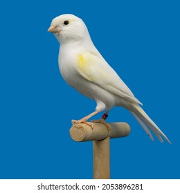 White and yellow canary bird perched in softbox