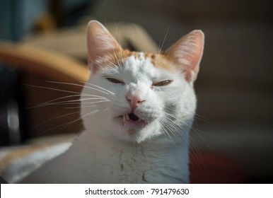 White And Yellow Cat Begin To Sneeze Because Of The Sun