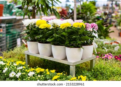 White And Yellow Chrysanthemum Blossom In A Pot. Flower Shop Retail, Flowering Plant Natural Background Postcard