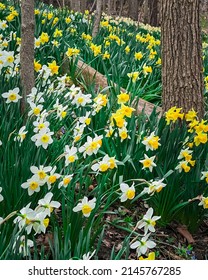 White and Yellow Daffodils Blooming in the Woods