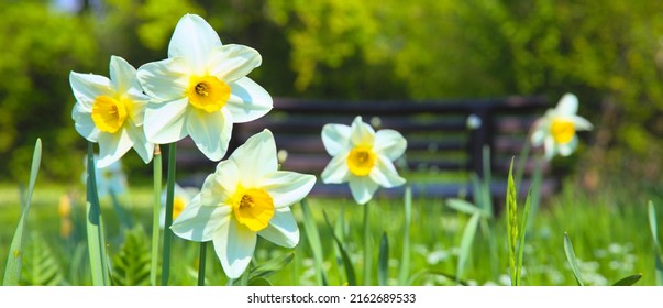 White Yellow Daffodils Wallpaper Macro