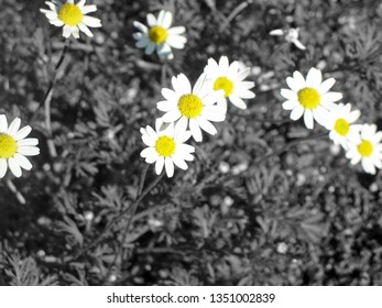 white and yellow daisies with black and white background