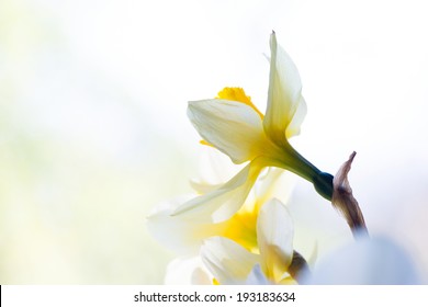 White And Yellow Easter Lilly On Light Background, Back-light