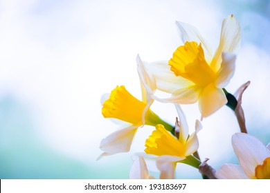 White And Yellow Easter Lilly On Light Background, Back-light