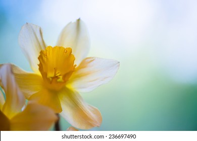 White And Yellow Easter Lilly On Light Background, Back-light