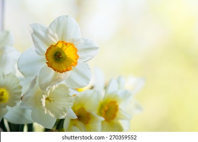 White And Yellow Easter Lilly On Light Background, Back-light