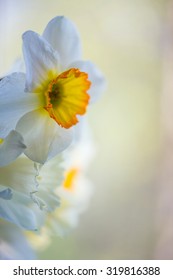 White And Yellow Easter Lilly On Light Background, Back-light