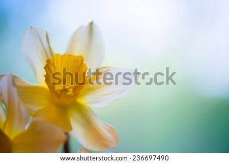 White and yellow easter lilly on light background, back-light