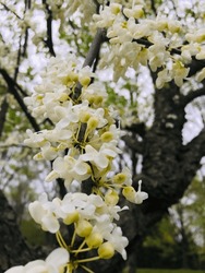 White Yellow Flower Tree In Spring