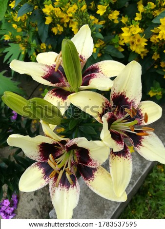white and yellow lilies with a maroon center on the flower bed. Flower desktop Wallpaper