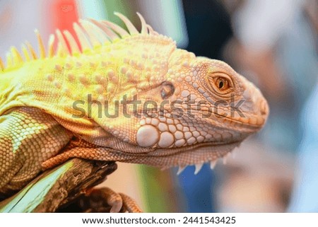 White yellow lizard iguana with orange eyes licks itself showing tongue