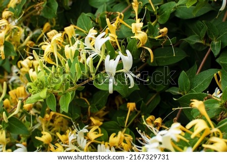 White yellow Lonicera japonica Caprifolium honeysuckle flowers. Banner. Blooming honeysuckle plant. Golden-and-silver honeysuckle bloom. Japanese honeysuckle groundcover flowers