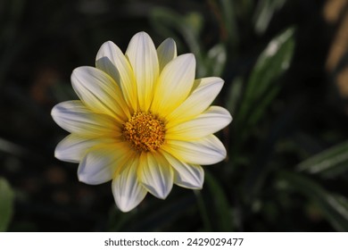 A white and yellow multicolored gazania flower blooming in a Japanese autumn garden. - Powered by Shutterstock