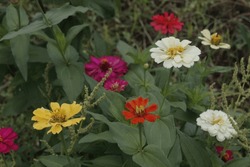 White, Yellow, Pink, Orange Zinnia Flowers In The Garden