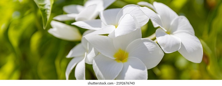 White And Yellow Plumeria Flowers Bunch Blossom Close Up, Green Leaves Blurred Bokeh Background, Blooming Frangipani Tree Branch, Exotic Tropical Flower In Bloom, Beautiful Natural Floral Arrangement