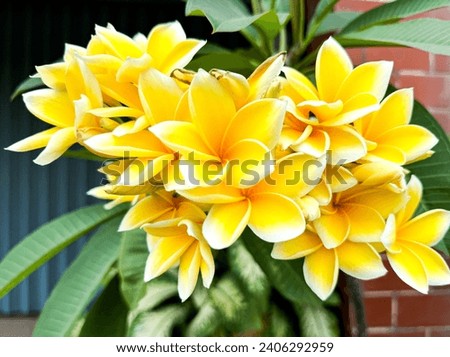 White and yellow plumeria,Frangipani, or Hawaiian Lei flower on bokeh background, in Indonesia.Its oil has been used in perfumery. The flowers are either white, yellow, pink, or multi-color. Isolated.
