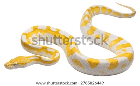 White and yellow python displayed on clean white background showing exotic reptile and smooth scale texture