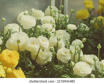 White and Yellow Rananculus flora. A blossomed flower with detailed petals shot, potted plant 