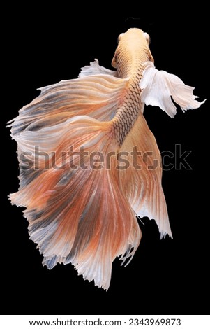 White and yellow Siamese fighting fish swimming against a black background creates a mesmerizing and visually captivating scene, showcasing the fish's stunning.