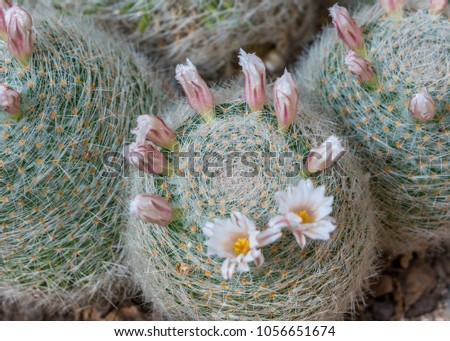 white and yellow spring cactus 