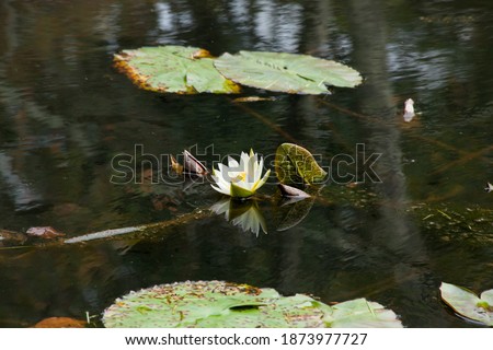 Similar – A yellow water lily on dark background