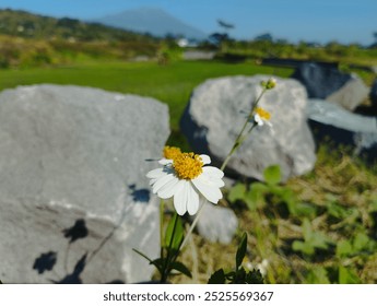 White and yellow wild daisies bloom perfectly against the backdrop of rocks, grass, rice fields, green hills, mountains, and blue skies. Looks beautiful during the day in Indonesia - Powered by Shutterstock