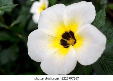 White Yolanda Flowers Are Blooming.