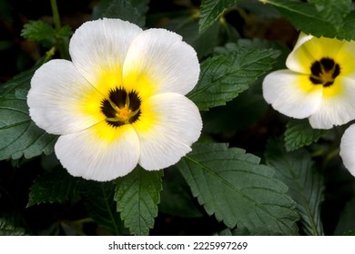 White Yolanda Flowers Are Blooming.