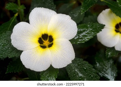 White Yolanda Flowers Are Blooming.