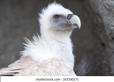 baby and vulture photograph