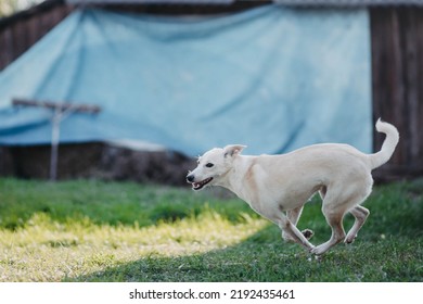 White Young Mestizo Dog Runs Around The Yard Of The House In The Summer On A Sunny Day.