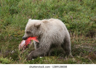 White young wild grizzly eating salmon at Kenai