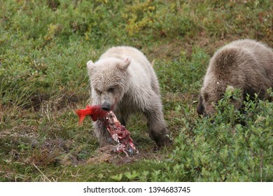 White young wild grizzly eating salmon at Kenai