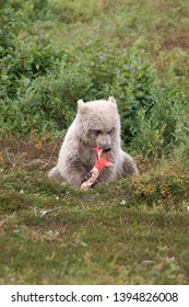 White young wild grizzly eating salmon at Kenai (Upright)
