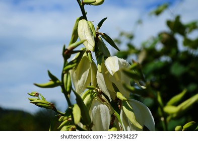 White Yucca Filamentosa Bush Flowers, Other Names Include Adams Needle, Common Yucca