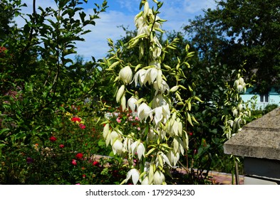 White Yucca Filamentosa Bush Flowers, Other Names Include Adams Needle, Common Yucca