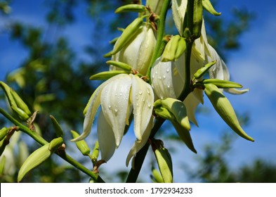 White Yucca Filamentosa Bush Flowers, Other Names Include Adams Needle, Common Yucca